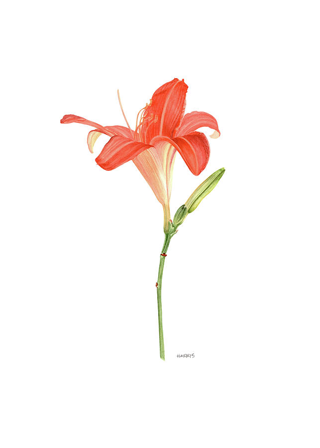 Botanical Painting - Lilium Bulbiferum by Pamela Harris