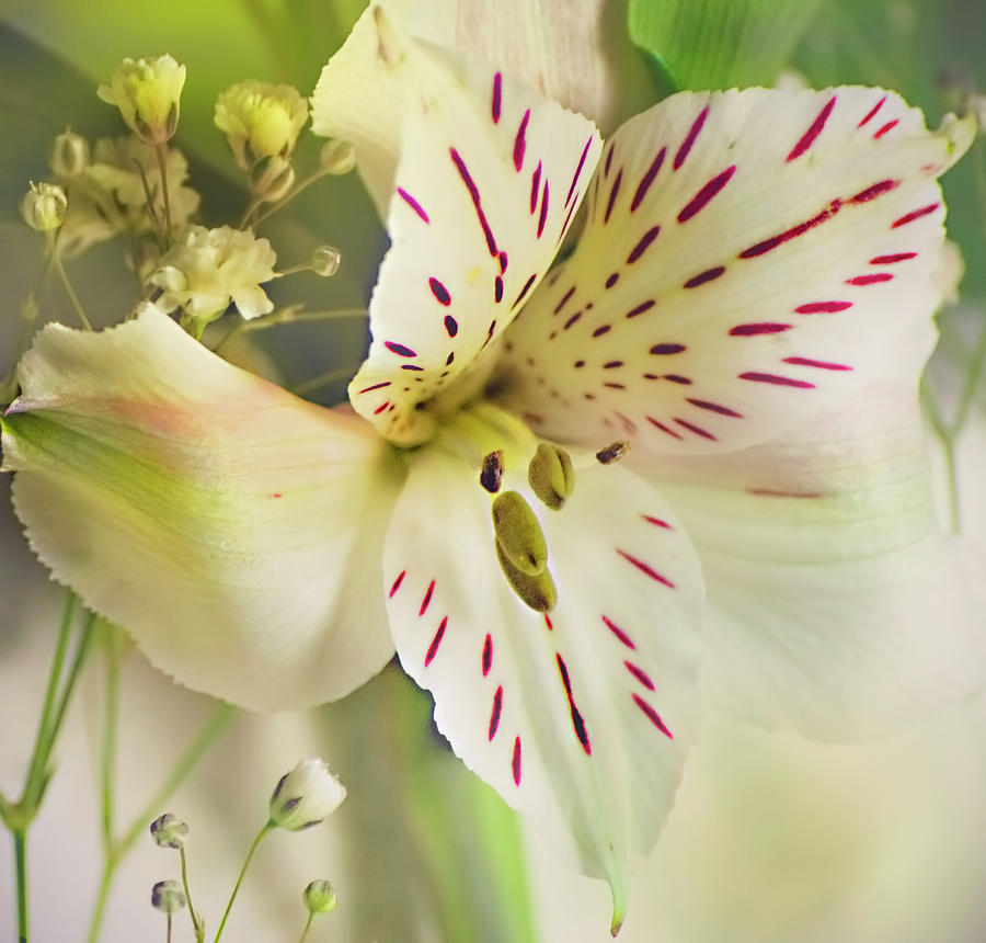 Lilium Centerfold Flower Photograph by Cordia Murphy