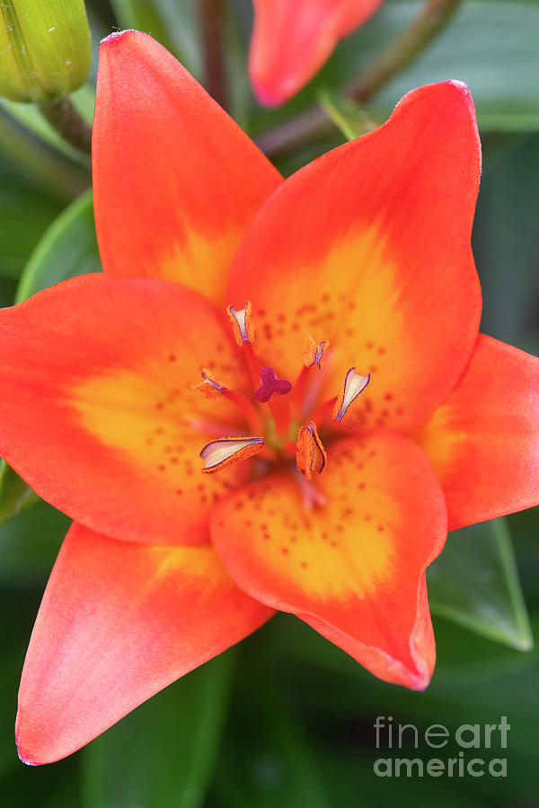 Lily Photograph - Lilium Festive Joy Flower by Tim Gainey