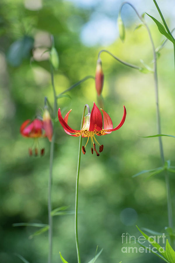 Lilium Garden Society Flower Photograph by Tim Gainey