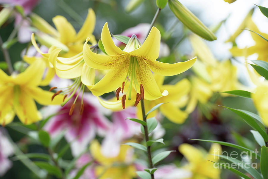 Lilium Gold Class Flowers Photograph by Tim Gainey