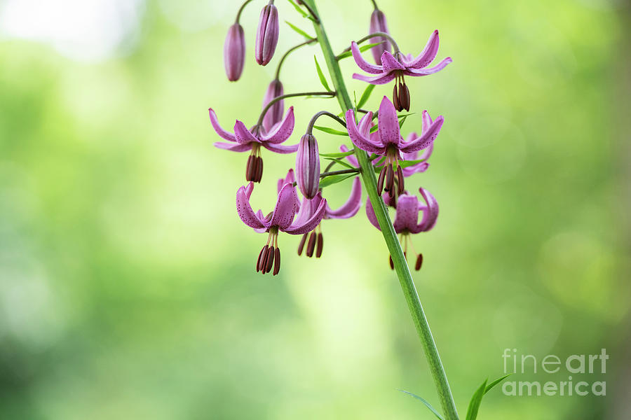 Lilium Martagon Cattaniae Flower Abstract Photograph by Tim Gainey