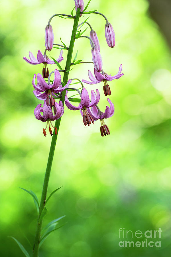 Lilium Martagon Cattaniae Flower Photograph by Tim Gainey