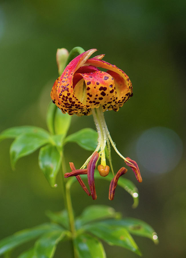 Lilium michauxii, Carolina Lily, 1, Flower, North Carolina Uwharrie National Forest, Print Photograph by Eric Abernethy