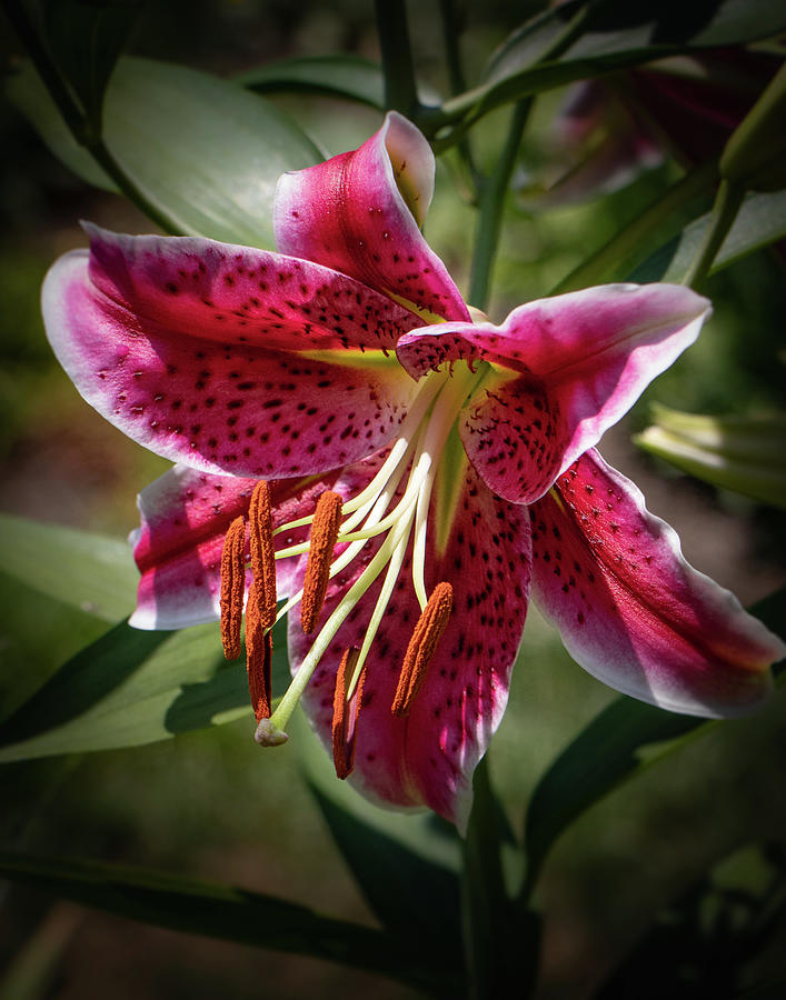 Lilium orientalis Photograph by Chris Wiederspahn - Fine Art America