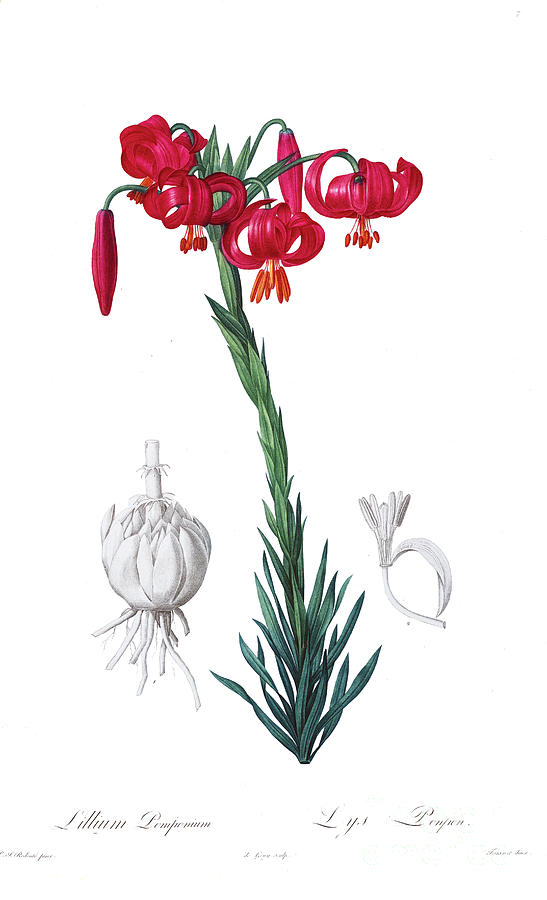 Lilium Pomponium, The Turban Lily Z2 Drawing