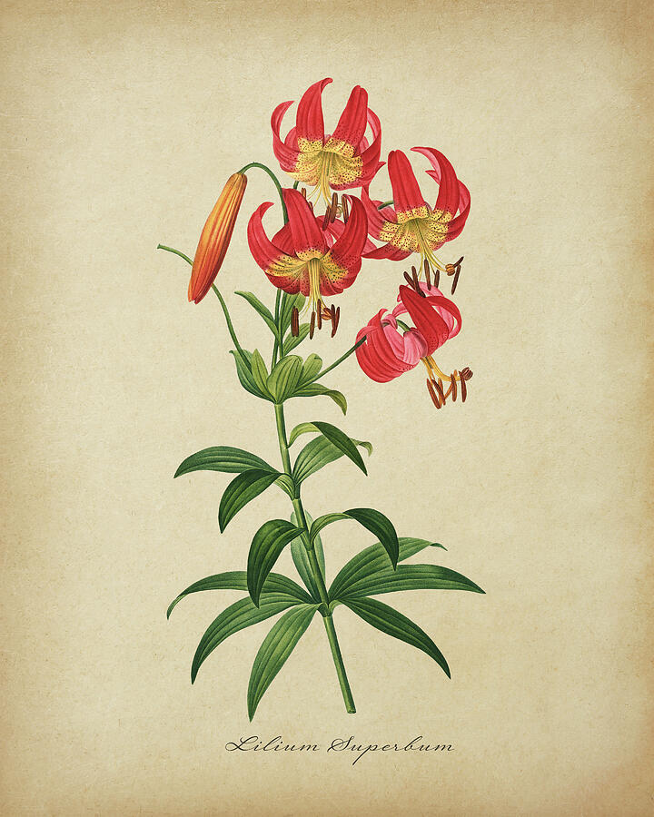 Lilium Superbum Painting by Dale Kincaid Lilium Superbum Painting by Dale Kincaid