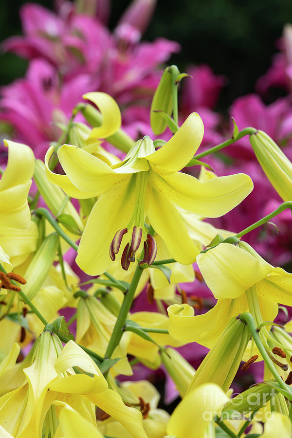 Lilium Yellow Space Flowers Photograph by Tim Gainey