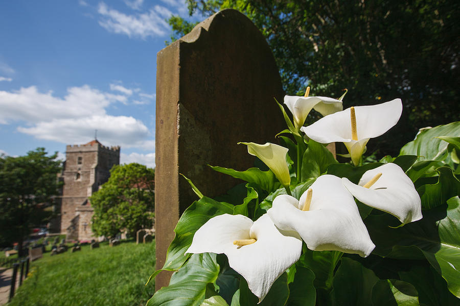 Lillies and gravestone Photograph by Paul Mansfield Photography