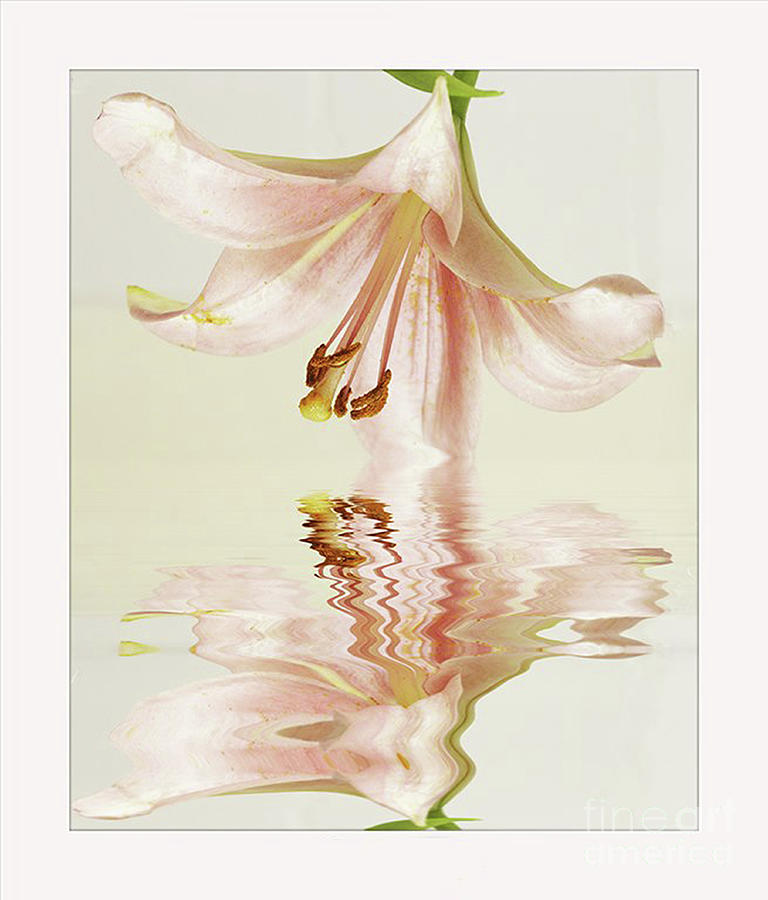 Lillies And Reflections Photograph