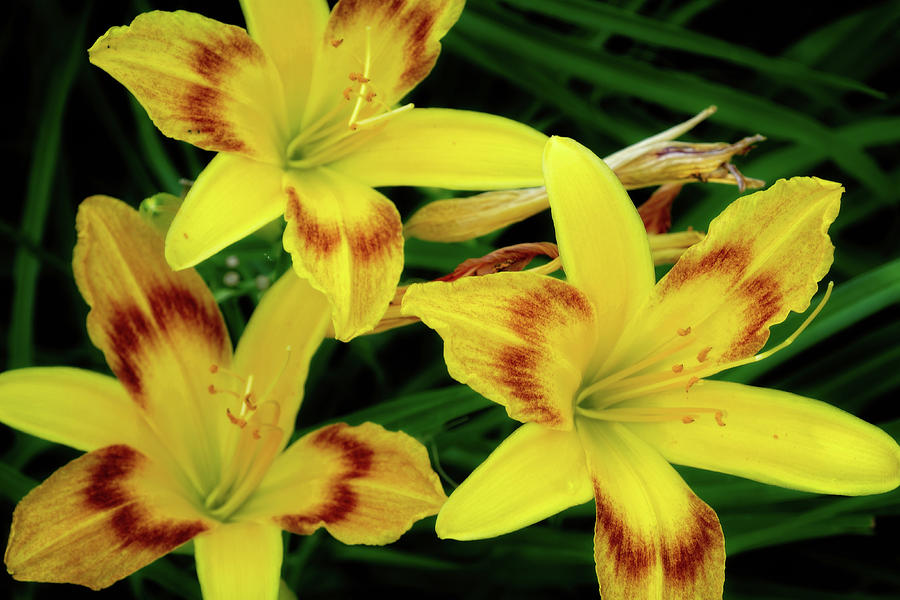 Lillies Photograph by George Taylor