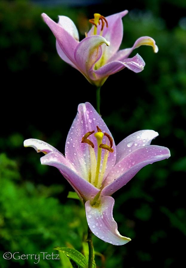 Lillies Photograph