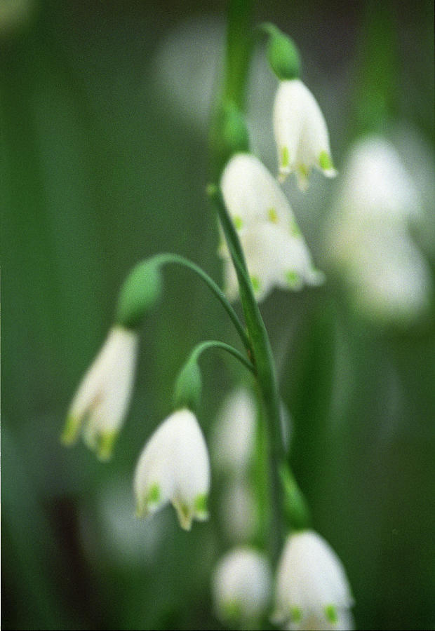 Lillies  Photograph by Harold E McCray