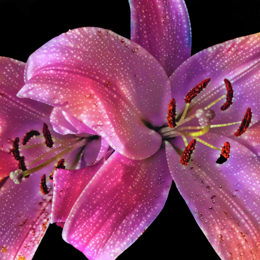 Lillies on Black Photograph by Pheasant Run Gallery