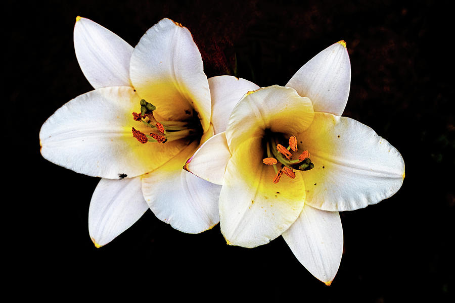 Lillies Photograph by Tom Singleton