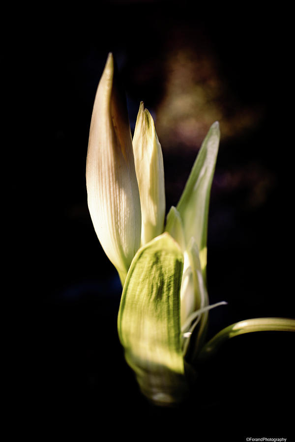 Lilly Bud Photograph