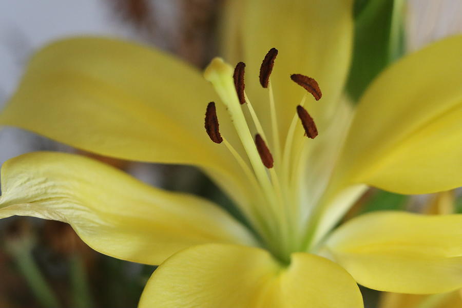 Flower Photograph - Lilly  by James S