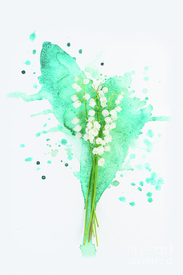 Lilly of the valley on watercolor Photograph by Anastasy Yarmolovich