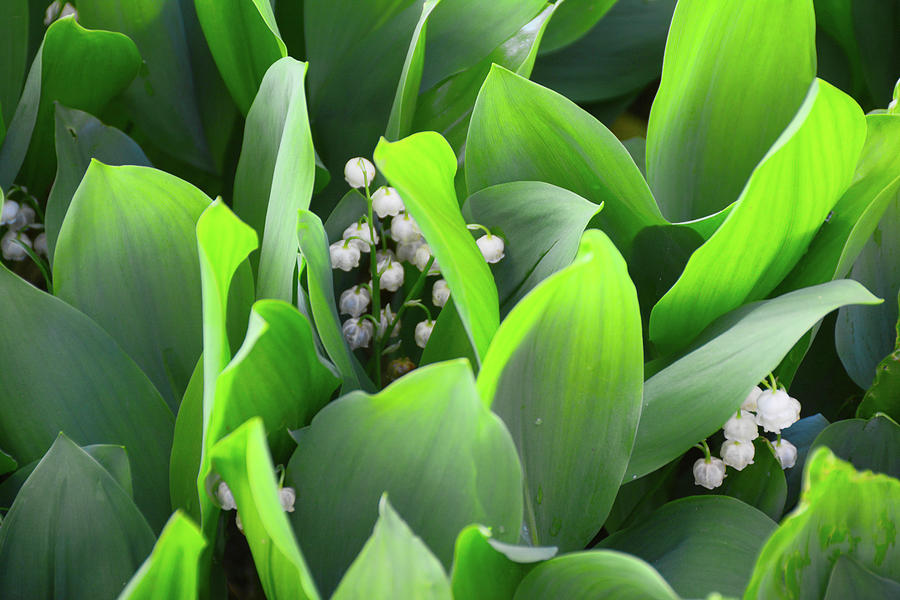 Lilly of the Valley Photograph by Raymond Salani III