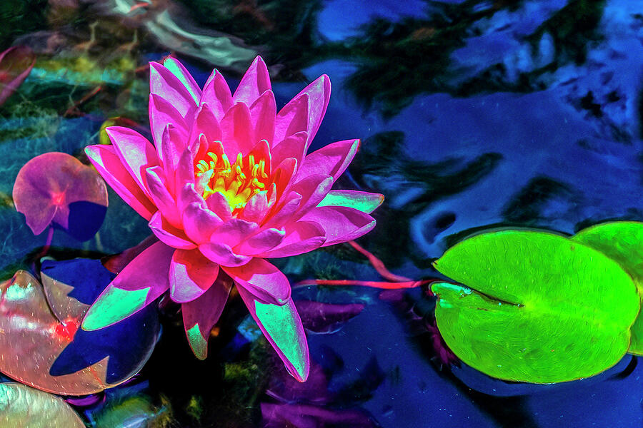 Lilly Pad Flower  Photograph by William Havle