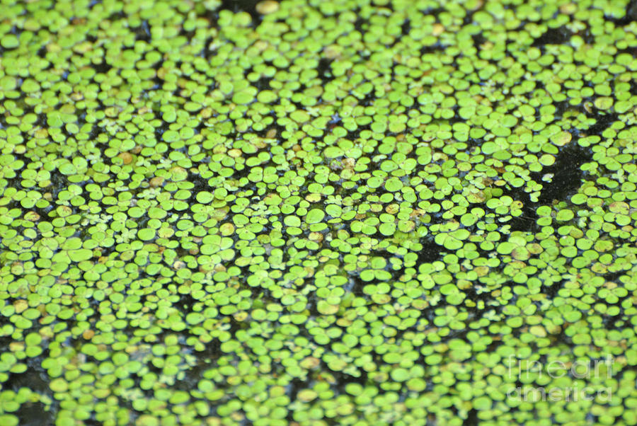 Lilly Pond Photograph by Steve McGrath - Fine Art America