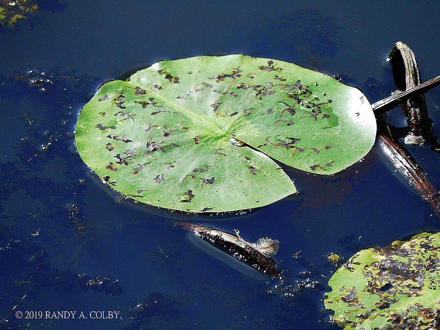 Lillypad I Photograph by Randy Colby