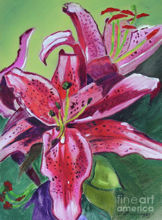 Lilum Stargazer Drawing by Patty Strubinger - Fine Art America