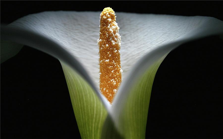 Nature Photograph - Lily 041607 by Julie Powell