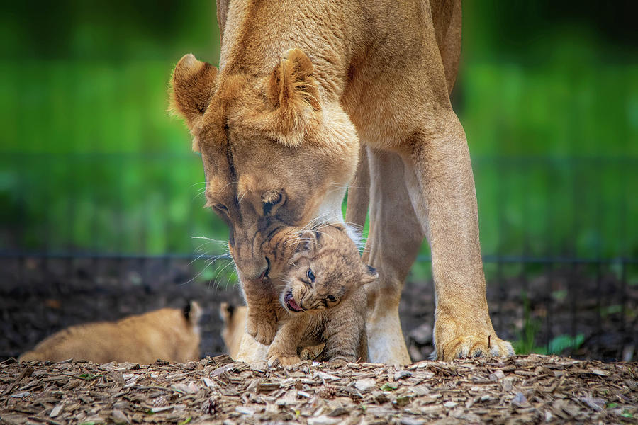 Lily and cub in mouth Photograph by Gareth Parkes