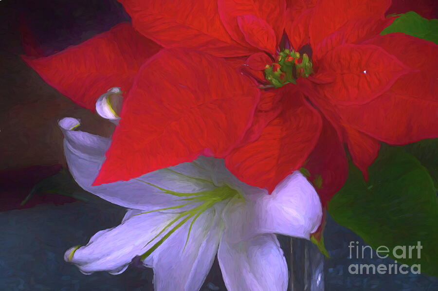 Lily and His Poinsettia Photograph by Diana Mary Sharpton