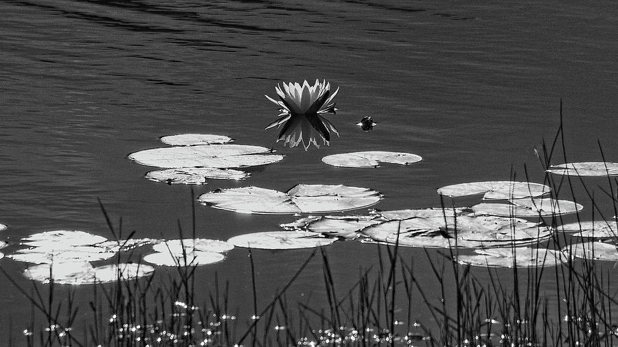 Lily and Pads Photograph by George Taylor