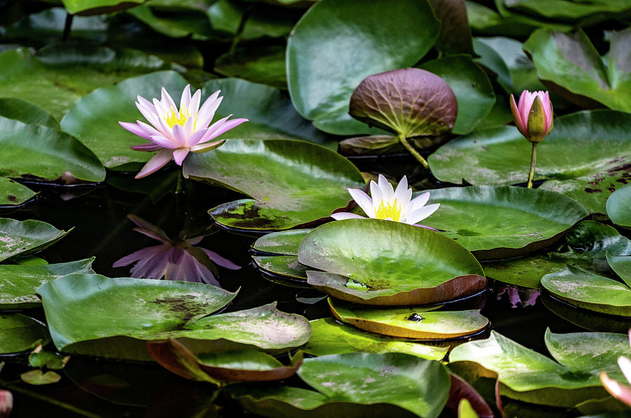 Lily And Pads Photograph