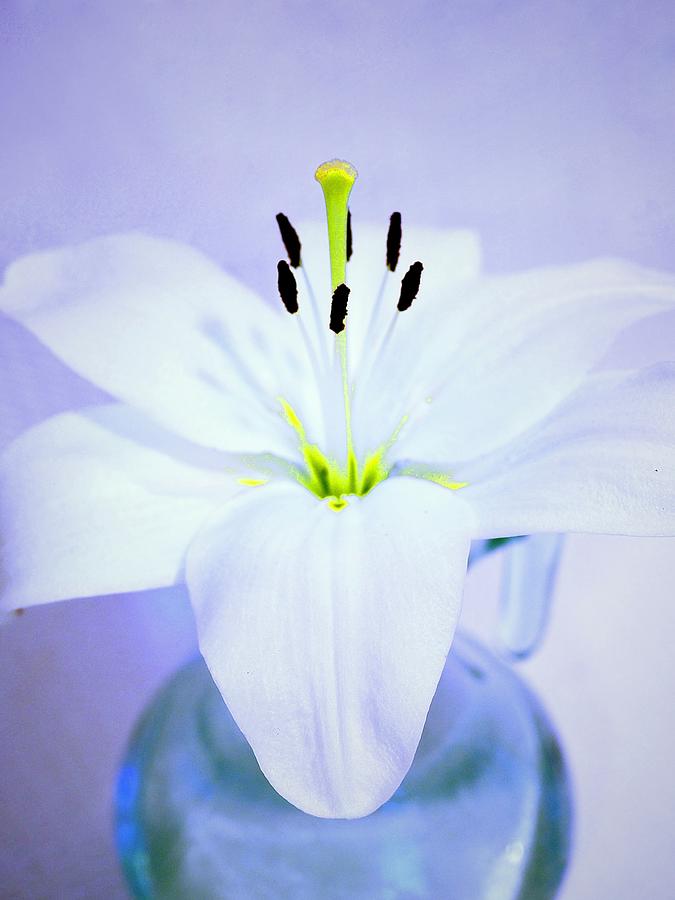 Lily Art In Blue  Photograph by Alida M Haslett