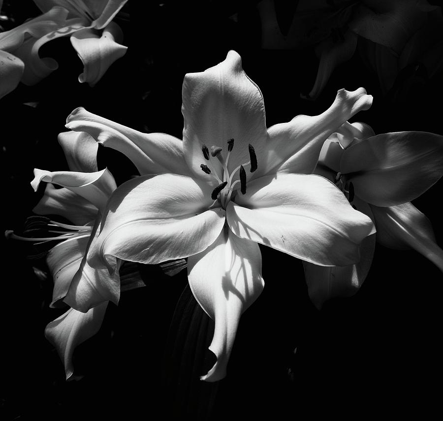 Lily Black and White Photograph by M Scott Photography | Fine Art America
