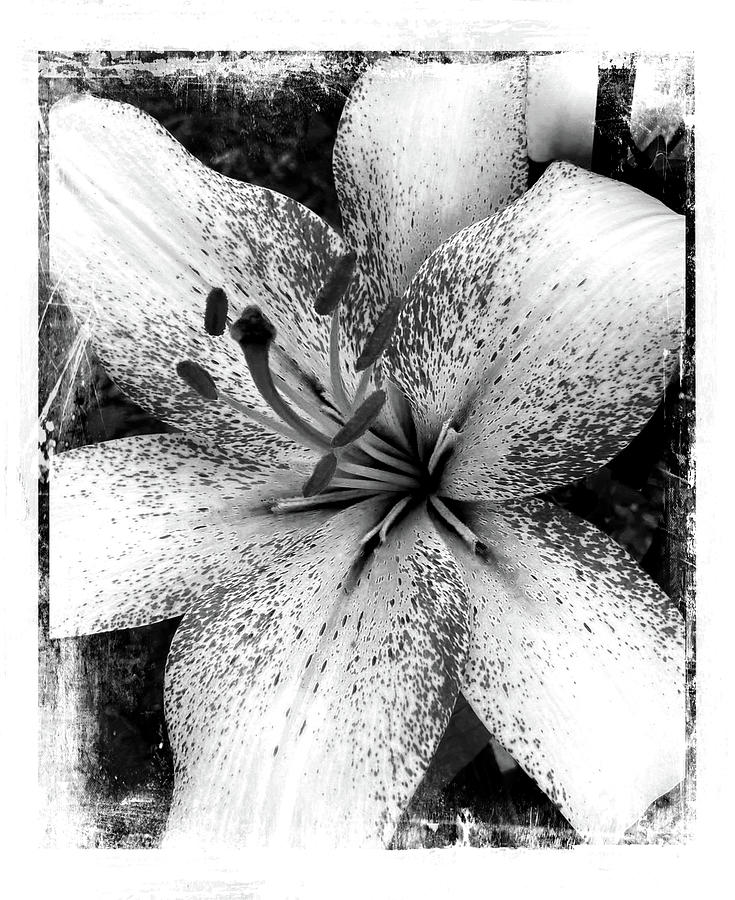 Lily Black And White - textured photograph Photograph by Ann Powell