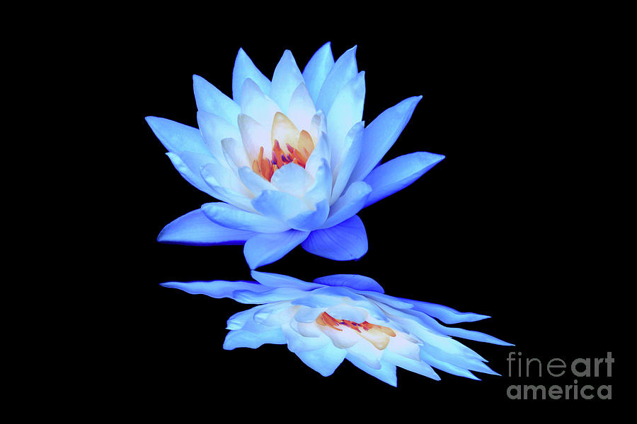 LIly Blue Reflection Digital Art by Tina Uihlein