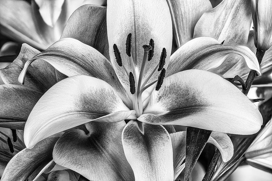 Lily Bouquet #3 Photograph by Stuart Litoff