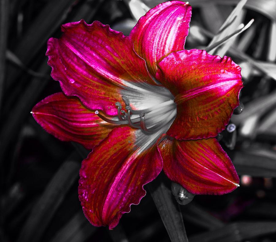 Lily Charcoal Photograph