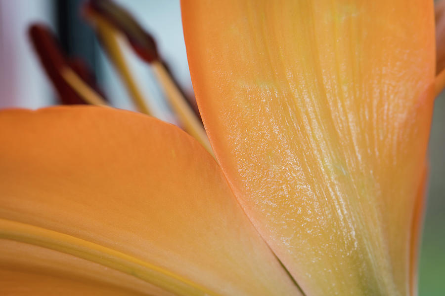 Lily. Close-up Of An Orange Lily Flower. Macro Horizontal Photography Photograph
