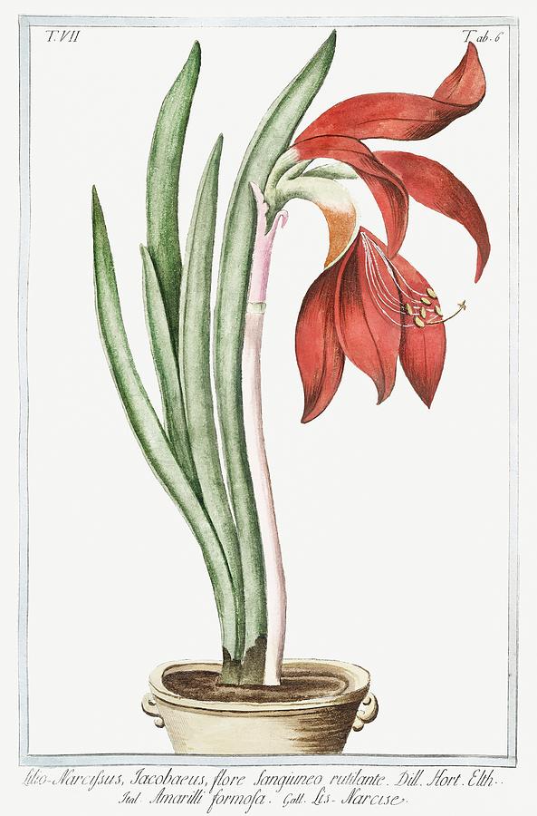 LilyDaffodil ca 1772 1793 by Bonelli Painting by Les Classics