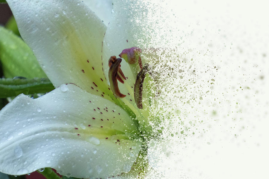 Lily Diffusion Digital Art by Renette Coachman