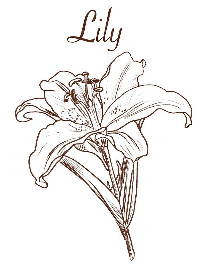 Lily Drawing Drawing