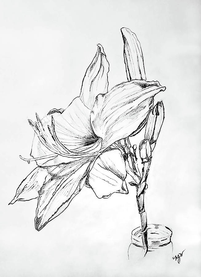 Lily, bud and wilted flower, pencil drawing