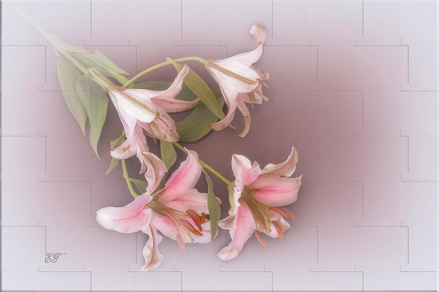 Lilies in Pink Photograph by Elaine Teague