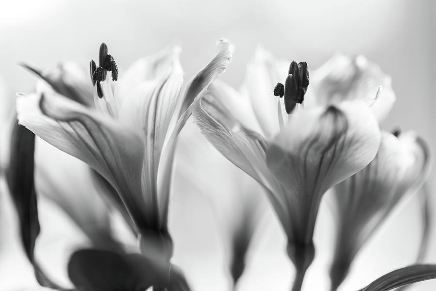 Lily flow0041 Photograph by David Pringle - Fine Art America