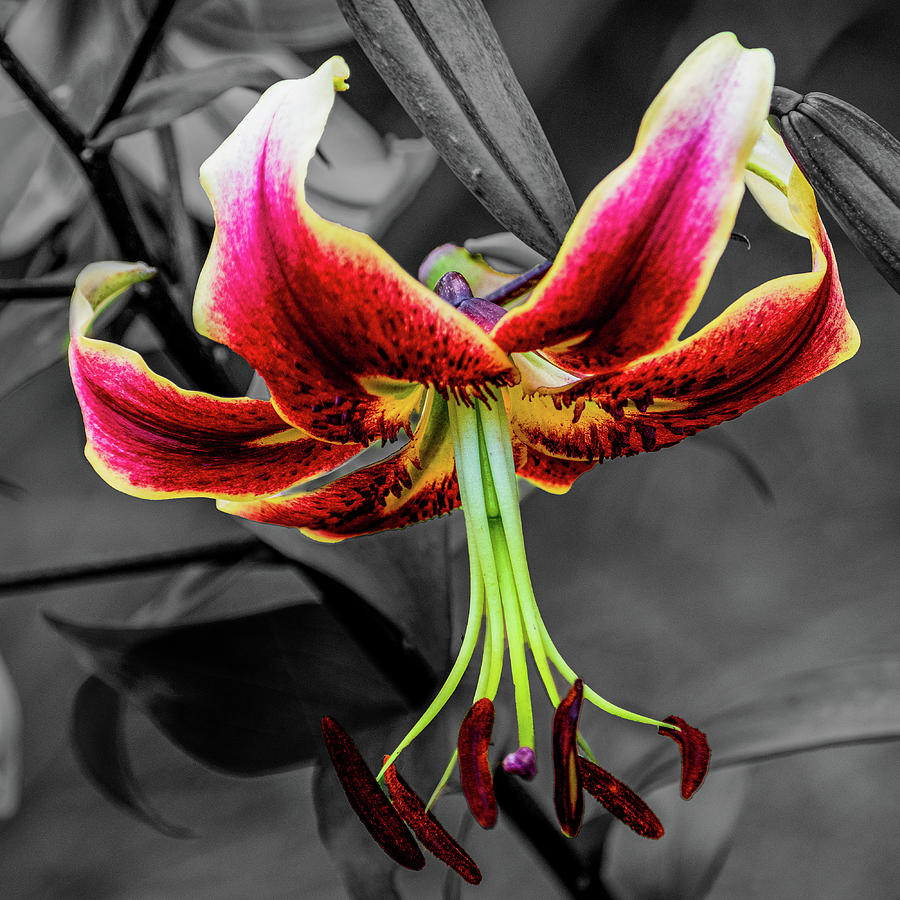 Lily Flower Photograph by Angela Carrion Photography