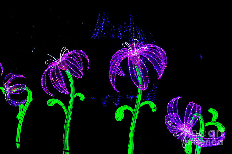 Lily Flower Christmas Lights Photograph by Tim Gainey