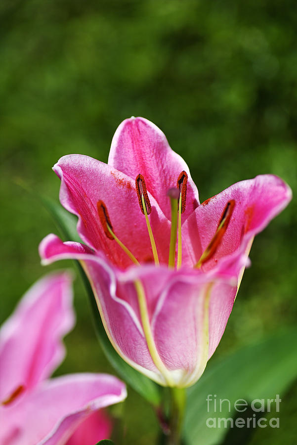 Lily Flower Pink Photograph by Joy Watson