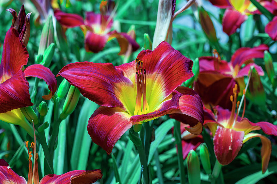 Lily Flower - 03896 Photograph by Wall Art Of Texas Lily Flower - 03896 Photograph by Wall Art Of Texas