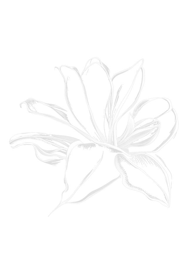 Lily Flower to Paint A Sketch Digital Art by Delynn Addams